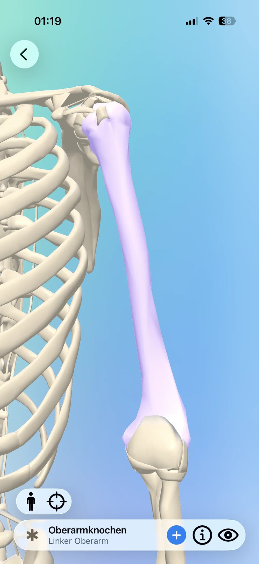 Clino mit dem interaktiven 3D-Körpermodell