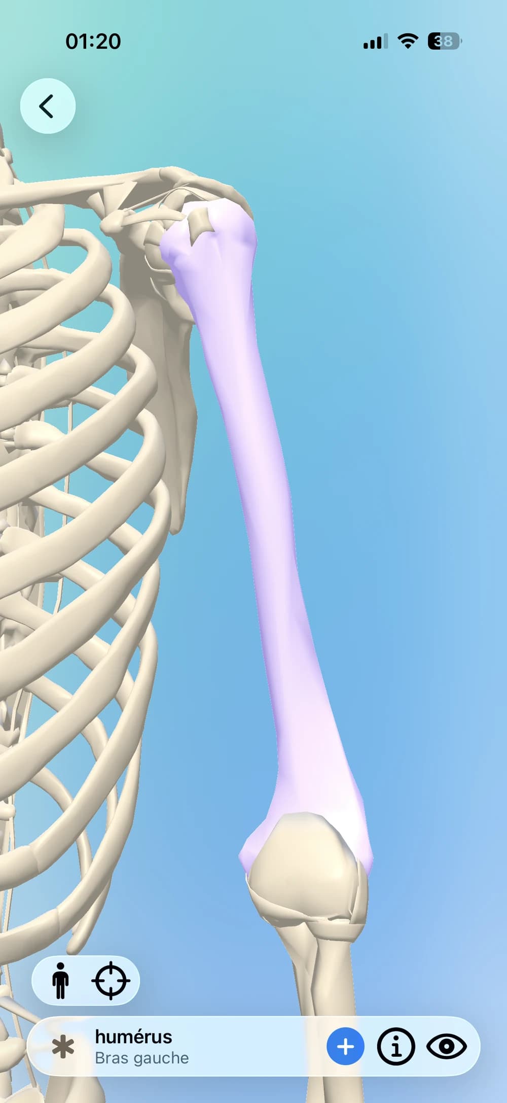 Clino affichant le modèle de corps 3D interactif