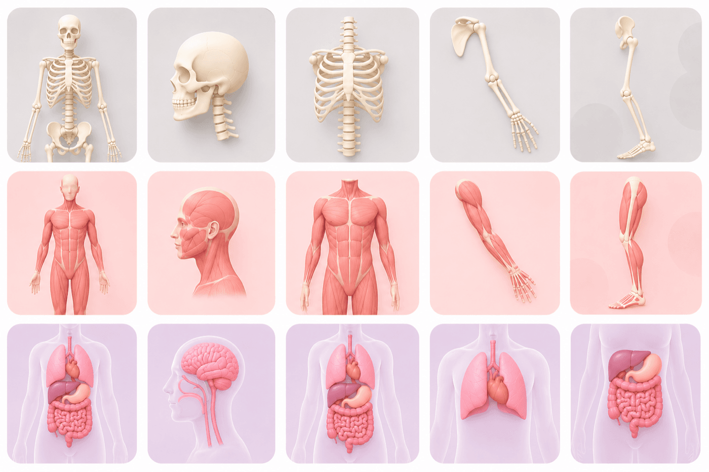 Clino's anatomy library organized by layer